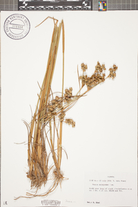 Juncus scirpoides image