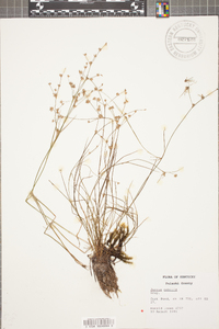 Juncus debilis image