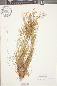 Juncus debilis image