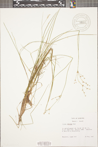 Juncus debilis image