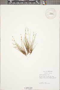 Juncus debilis image