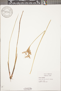 Juncus nodatus image