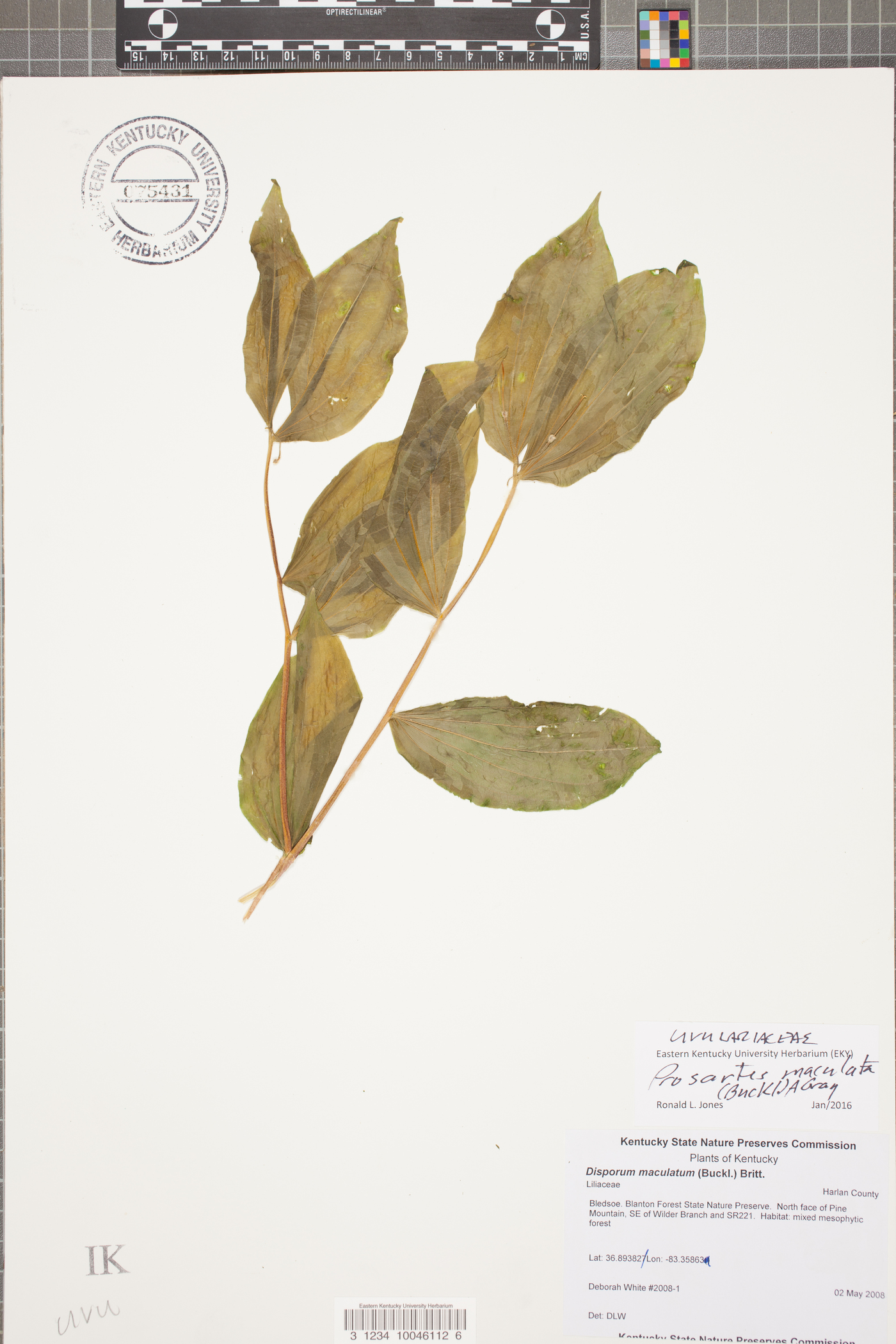 Disporum maculatum image