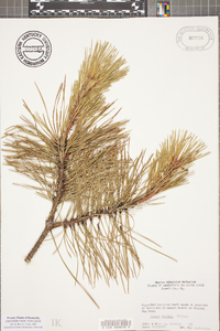 Pinus rigida image