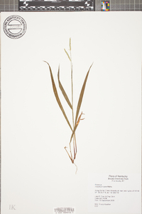 Paspalum laeve image