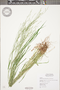 Festuca subverticillata image