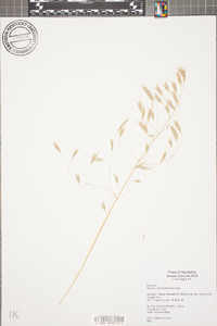 Bromus commutatus image