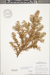 Taxus canadensis image