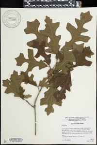 Quercus lyrata image