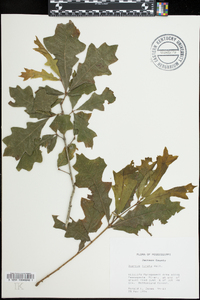 Quercus lyrata image