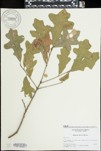 Quercus lyrata image