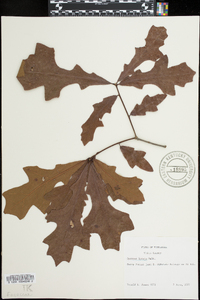 Quercus lyrata image