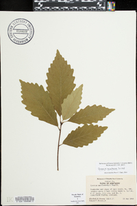 Quercus montana image