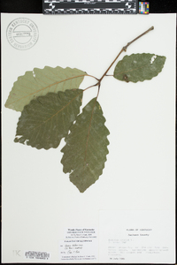 Quercus montana image