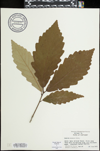 Quercus montana image