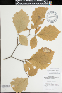 Quercus montana image