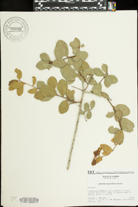 Quercus myrtifolia image