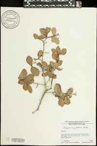 Quercus myrtifolia image