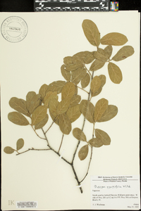 Quercus myrtifolia image