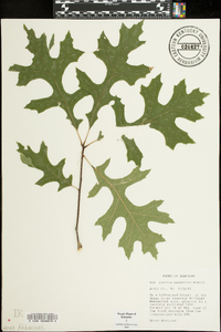 Quercus palustris image