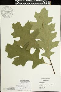 Quercus palustris image