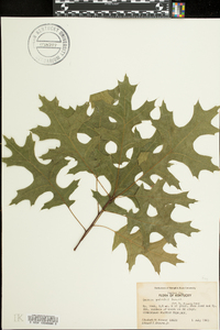 Quercus palustris image