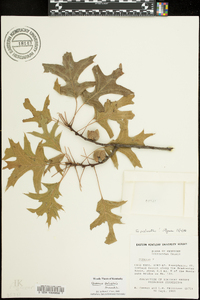 Quercus palustris image