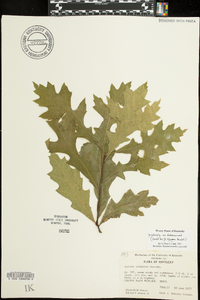 Quercus palustris image