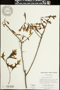 Quercus palustris image