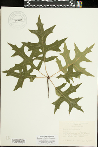 Quercus palustris image