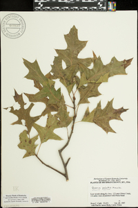 Quercus palustris image