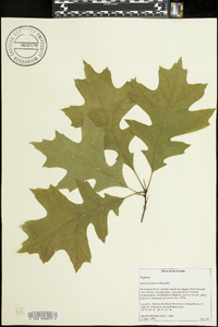 Quercus palustris image