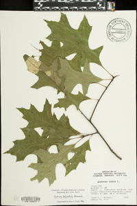 Quercus palustris image