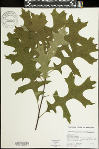 Quercus palustris image