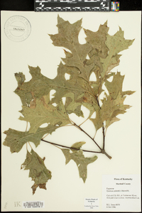 Quercus palustris image