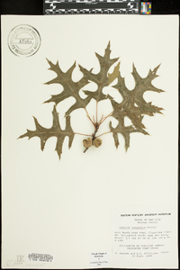 Quercus palustris image