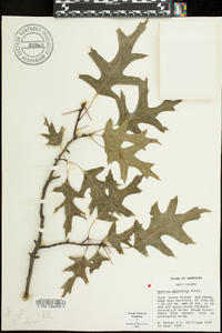 Quercus palustris image