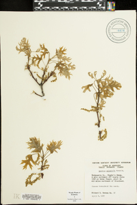 Quercus palustris image