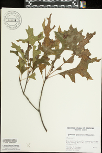 Quercus palustris image