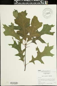 Quercus palustris image