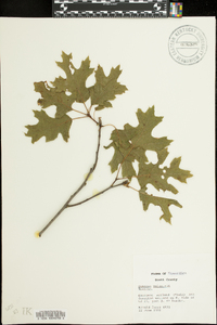 Quercus palustris image