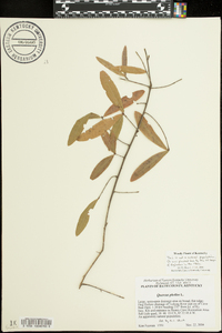 Quercus phellos image