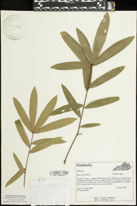 Quercus phellos image