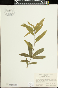 Quercus phellos image