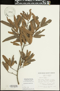 Quercus phellos image