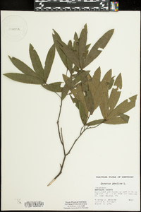 Quercus phellos image