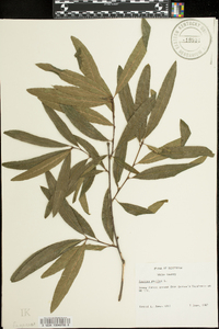 Quercus phellos image