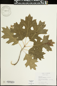 Quercus shumardii image