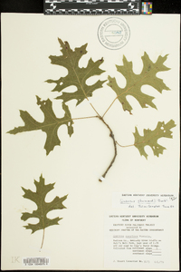 Quercus shumardii image