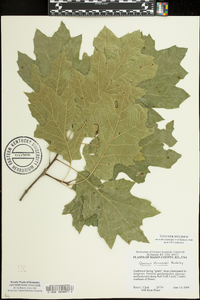 Quercus shumardii image